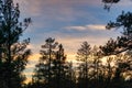 Ponderosa Pine Trees During A Sunset Sky In Bend Oregon Royalty Free Stock Photo