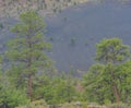 Ponderosa Pine Trees with Tephra Volcanic ash on the mountain slopes in the background. Flagstaff, Arizona Royalty Free Stock Photo