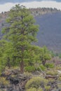 Ponderosa Pine Trees with Tephra Volcanic ash on the mountain slopes in the background. Flagstaff, Arizona Royalty Free Stock Photo