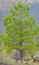 Ponderosa Pine Trees with Tephra Volcanic ash on the mountain slopes in the background. Flagstaff, Arizona Royalty Free Stock Photo