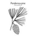 Ponderosa pine or western yellow-pine pinus ponderosa , state tree of Montana