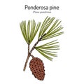 Ponderosa pine or western yellow-pine pinus ponderosa , state tree of Montana