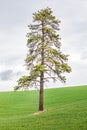 Ponderosa pine in wheat field in the Palouse hills Royalty Free Stock Photo