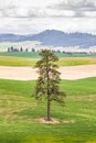 Ponderosa pine in wheat field in the Palouse hills Royalty Free Stock Photo