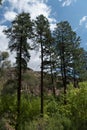 Ponderosa pines in Bandelier park