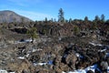 Ponderosa Pines Growing Out of Lava Field