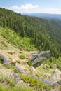 Ponderosa Pines in Payette National Forest near McCall Idaho