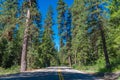 Ponderosa Pines Scenic Byway, Idaho Royalty Free Stock Photo