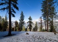 Ponderosa pines, snow and half dome in Yosemite, plane skytrail.