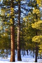 Ponderosa Pines in Winter