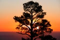 Ponderosa Sunrise Royalty Free Stock Photo