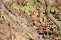 Ponderous Spur-Throated Grasshopper