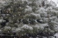 Pondersa Pines being snowed on in the forest area of Prescott Arizona Royalty Free Stock Photo