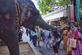 Pondicherry, India - October 30, 2018: An elephant appears to be blessing a woman using it`s trunk in front of ganesha temple Royalty Free Stock Photo