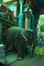 Pondicherry, South India - October 30, 2018: An elephant coming out of an Arulmigu Manakula Vinayagar Hindu temple in the Union Royalty Free Stock Photo