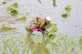 Documentary editorial image. Unidentified women transplanted rice shoots they plant the new crop in the rice paddy.