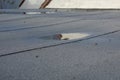 Ponding rainwater on flat roof after rain