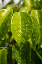 Pondok Cabe Ilir, Tangerang, Indonesia Ã¢â¬â August 12, 2022: Ficus benjamina or weeping fig, benjamin fig or ficus tree Royalty Free Stock Photo