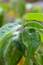 Pondok Cabe Ilir, Tangerang, Indonesia Ã¢â¬â August 12, 2022: Ficus benjamina or weeping fig, benjamin fig or ficus tree Royalty Free Stock Photo