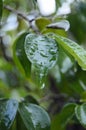 Pondok Cabe Ilir, Tangerang, Indonesia Ã¢â¬â August 12, 2022: Ficus benjamina or weeping fig, benjamin fig or ficus tree Royalty Free Stock Photo