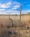 The Ponds and Reed Beds Of Foulshaw Moss