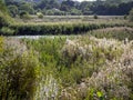 Wetland habitat at Staveley Nature Reserve, North Yorkshire, England