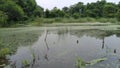 Ponds water, Netural views of pools and ponds, villages ponds.