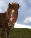 Poney close up Royalty Free Stock Photo