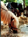 Poney in the farm Royalty Free Stock Photo