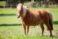 Poney in meadow