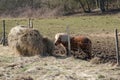 Poney in a pasture by a sunny winter day