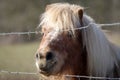 Poney in a pasture by a sunny winter day