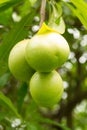 Pong Pong tree with fruit