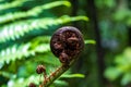 A Ponga Fern Frond Royalty Free Stock Photo