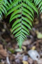 A Ponga Fern Frond Points Downward In Front Of The Ground