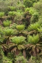 Ponga forest at Ohakune Old coach road walk Royalty Free Stock Photo