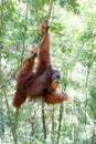 Pongo Abelii Orangutan Royalty Free Stock Photo