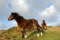 Ponies. Royalty Free Stock Photo