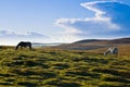 Ponies on Bodmin Moor Royalty Free Stock Photo