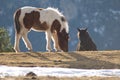 Ponies Equus ferus caballus in the Pyrenees. Royalty Free Stock Photo