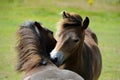 Ponies in field