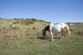 Ponies grazing on moorland England UK