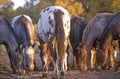 Ponies grazing, Taos, MN