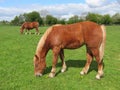 Ponies Grazing Royalty Free Stock Photo