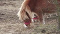 Ponies and horses grazing in the autumn meadow