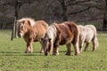 Ponies on the meadow