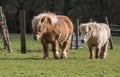 Ponies on the meadow