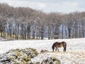 Ponies in the Pentlands Royalty Free Stock Photo