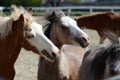 Ponies playing outside in the pasture