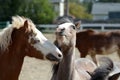 Ponies playing outside in the pasture